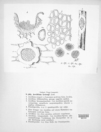 Aecidium leucoji image
